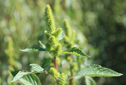 retroflexus amaranthus pigweed common flowers